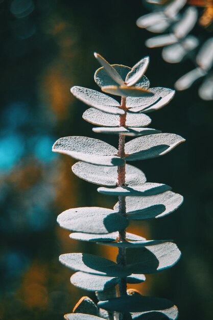 Foto primer plano de la planta