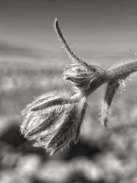 Foto primer plano de la planta