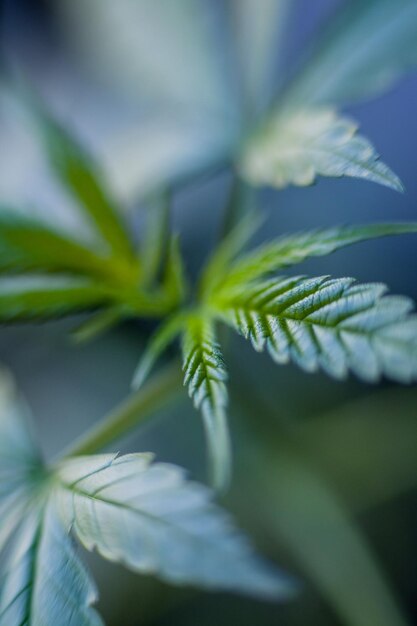 Foto primer plano de la planta