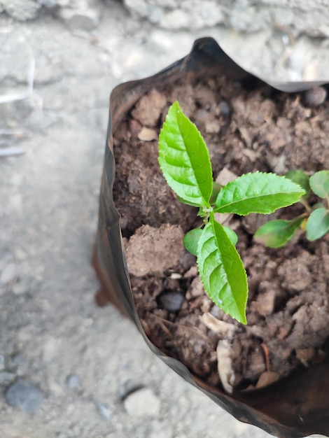 Primer plano de la planta