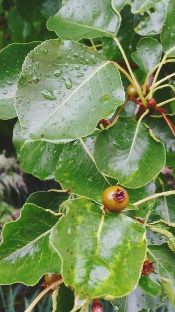 Foto primer plano de la planta