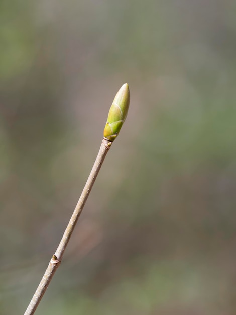 Foto primer plano de la planta