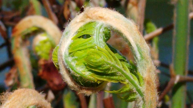 Foto primer plano de la planta