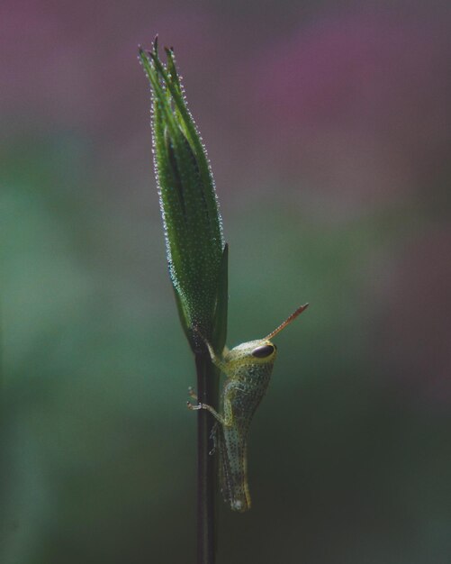 Foto primer plano de la planta