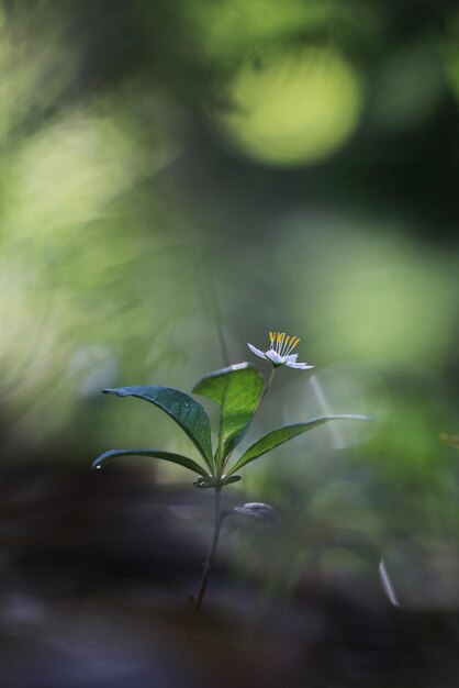 Foto primer plano de la planta