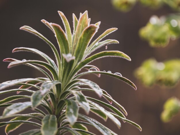 Foto primer plano de la planta