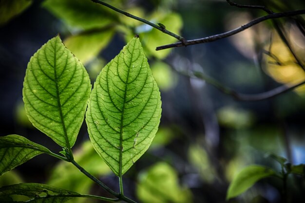 Foto primer plano de la planta