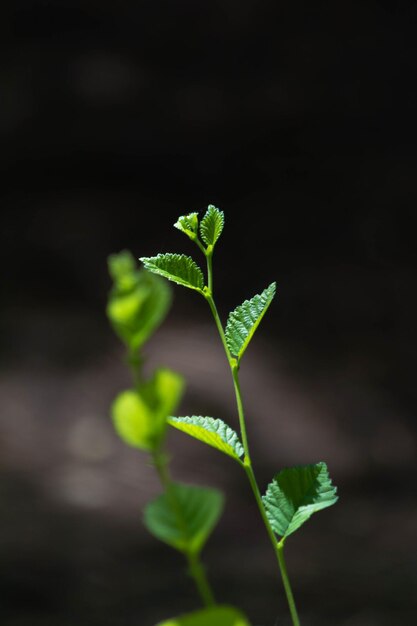 Foto primer plano de la planta