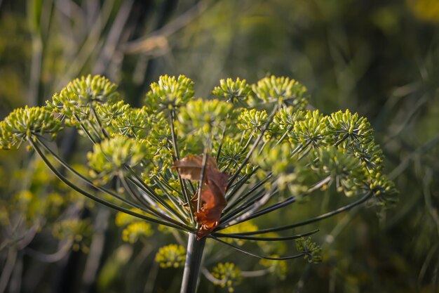 Foto primer plano de la planta