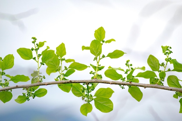 Foto primer plano de la planta