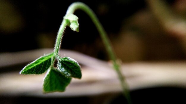 Foto primer plano de la planta