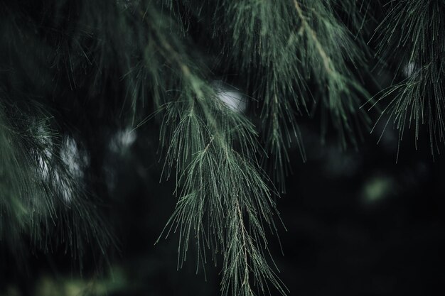 Foto primer plano de la planta