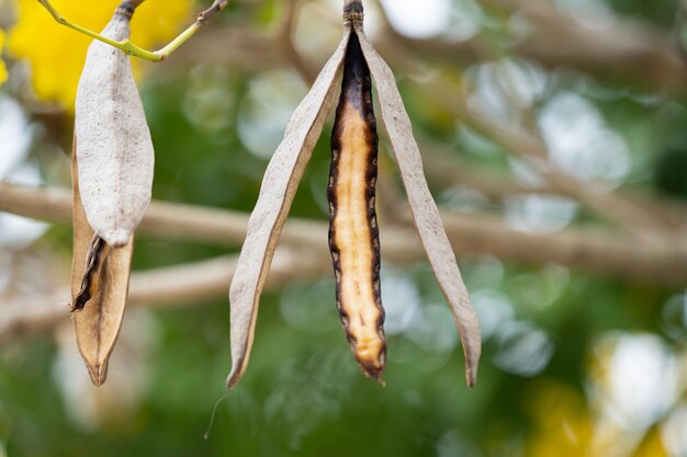 Foto primer plano de la planta