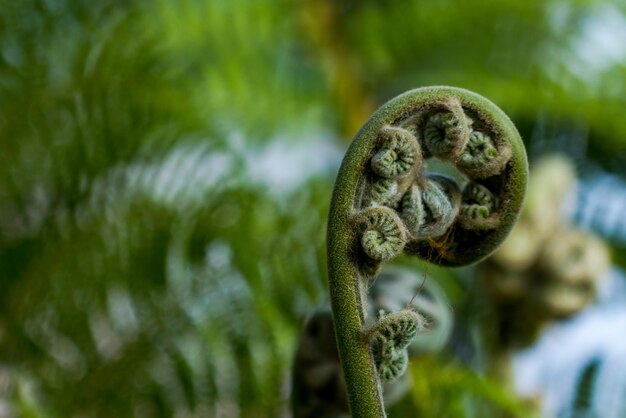 Foto primer plano de la planta