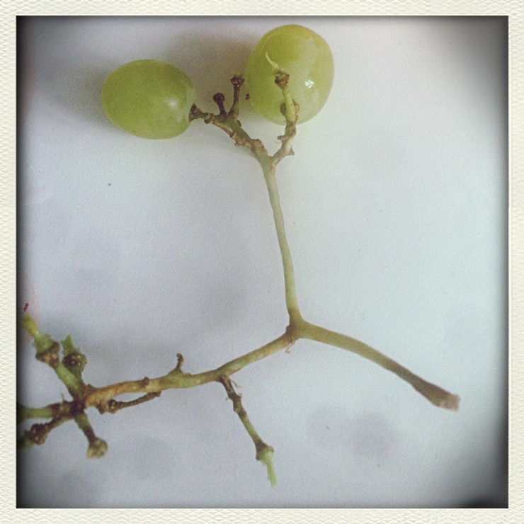 Foto primer plano de la planta
