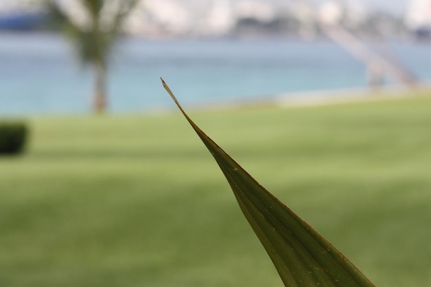 Foto primer plano de la planta