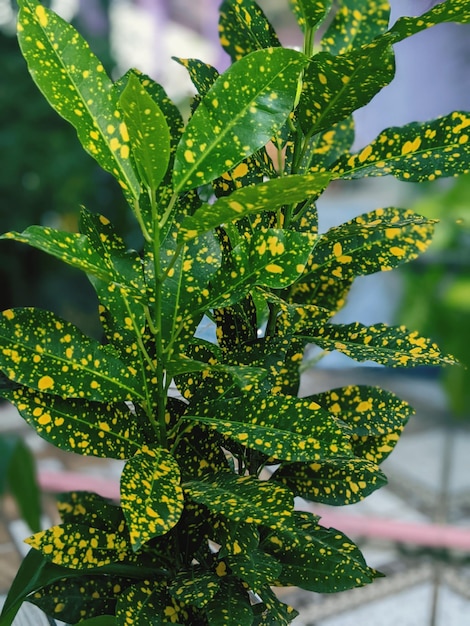 Foto primer plano de la planta