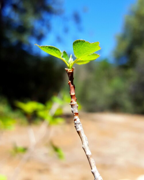 Foto primer plano de la planta