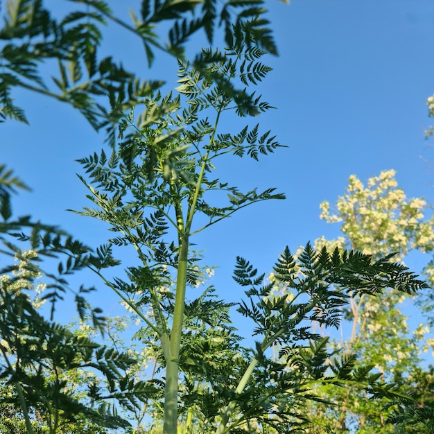 Un primer plano de una planta