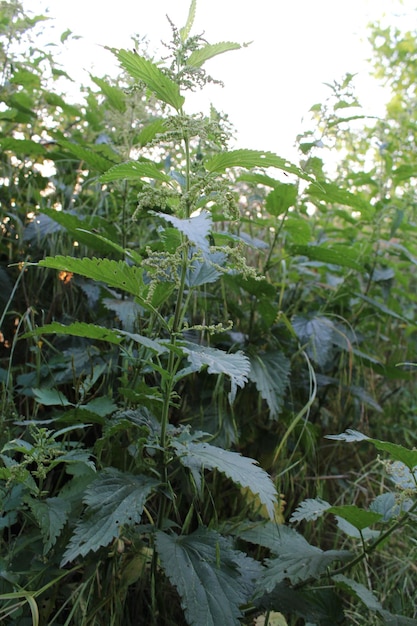 Un primer plano de una planta