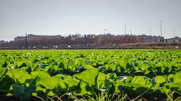 Primer plano de la plantación de lechuga contra la ciudad