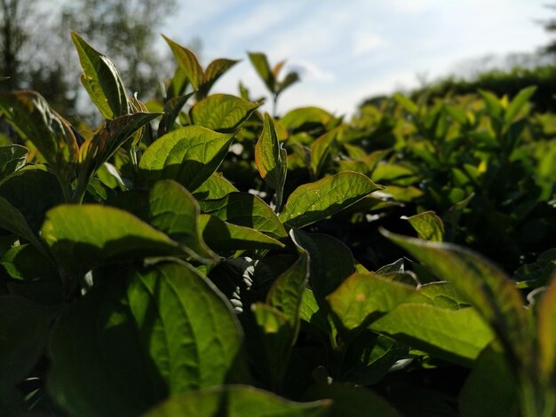 Primer plano de la plantación de té Sol vespertino oblicuo Disparo contra la luz