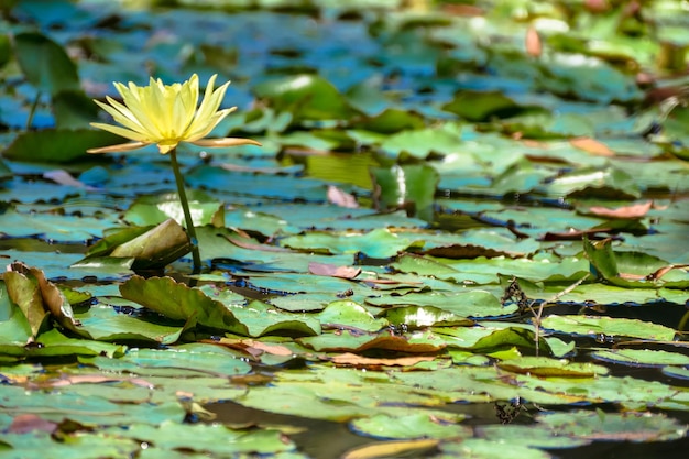 Primer plano de las plantas en el agua