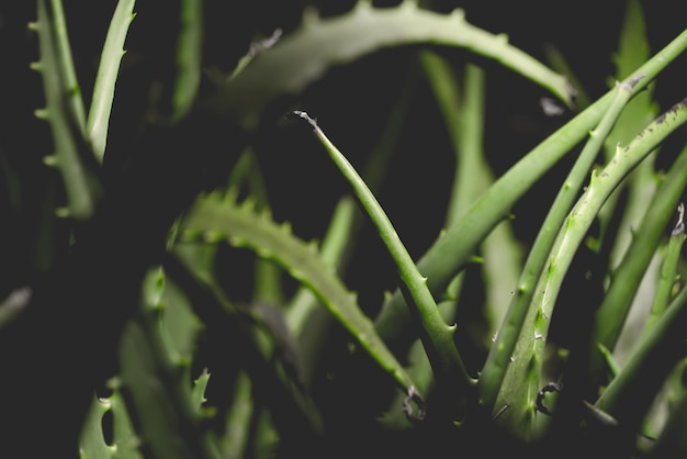 Primer plano de las plantas de aloe vera