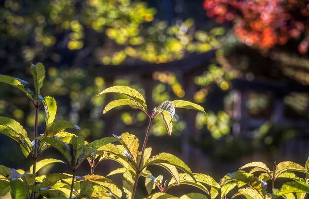 Foto primer plano de las plantas amarillas frescas