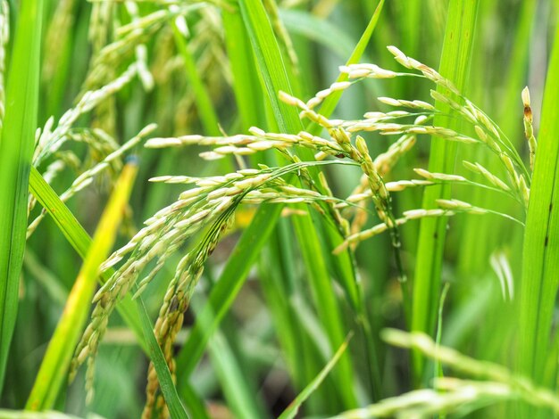 Foto un primer plano de las plantas de bambú que crecen en el campo