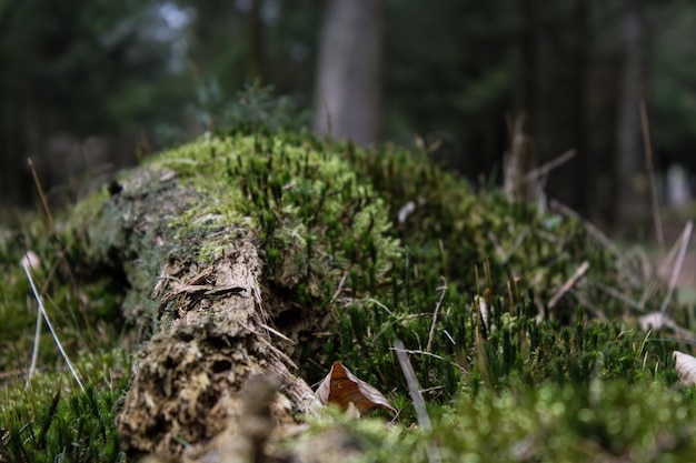 Primer plano de las plantas en el bosque