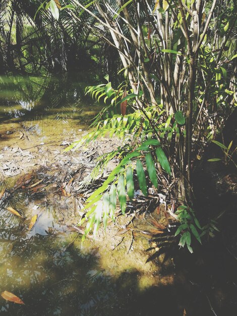 Foto primer plano de las plantas en el bosque