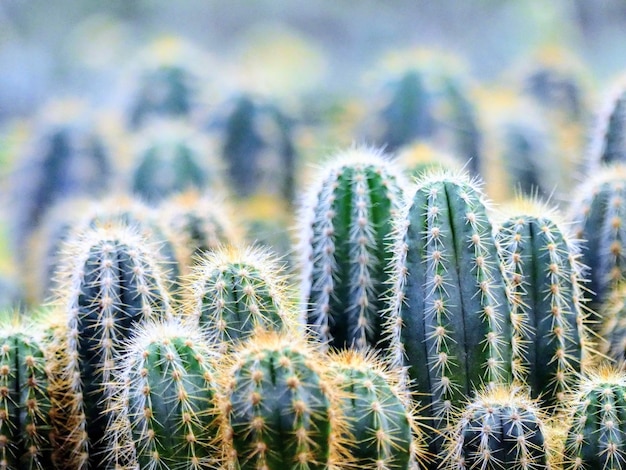 Foto primer plano de las plantas de cactus