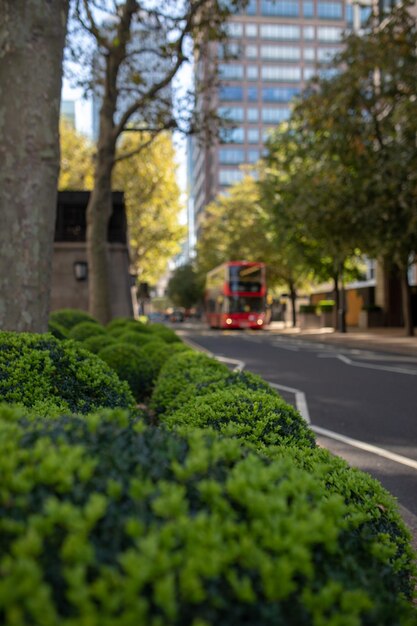 Foto primer plano de las plantas por calle en la ciudad