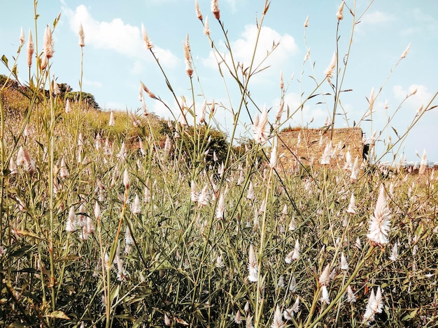 Foto primer plano de las plantas en el campo contra el cielo