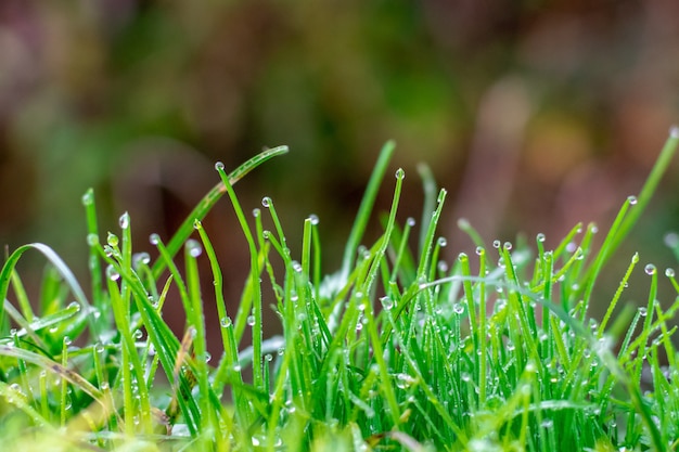 Primer plano de plantas de campo con gotas después de la lluvia al amanecer o al atardecer