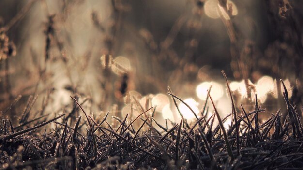 Primer plano de las plantas en el campo durante el invierno