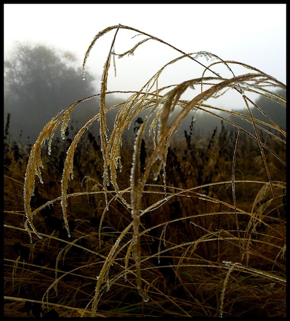 Foto primer plano de las plantas en el campo