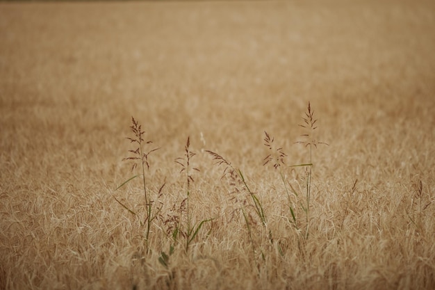Primer plano de las plantas en el campo