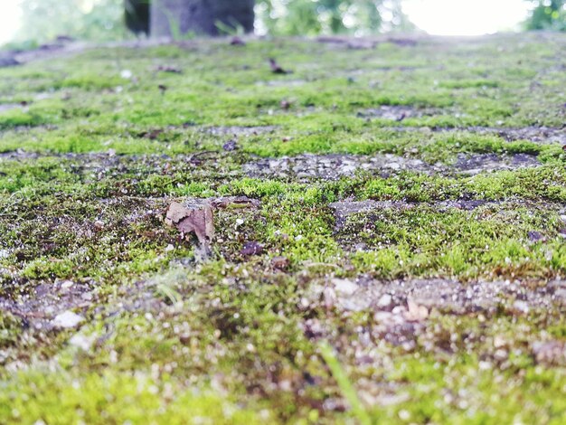 Foto primer plano de las plantas en el campo