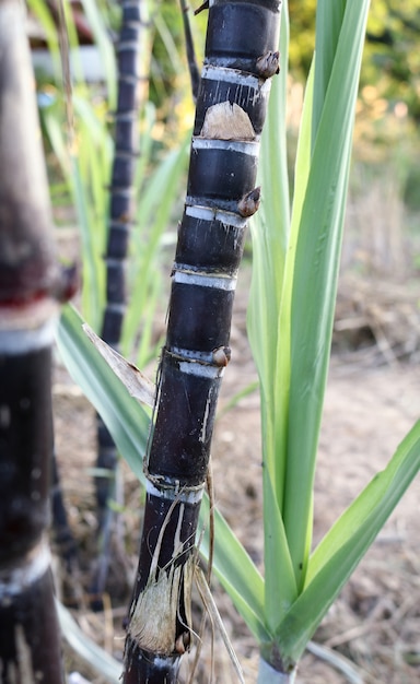 Primer plano de las plantas de caña de azúcar en el crecimiento en el campo