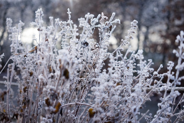 Foto primer plano de las plantas congeladas durante el invierno