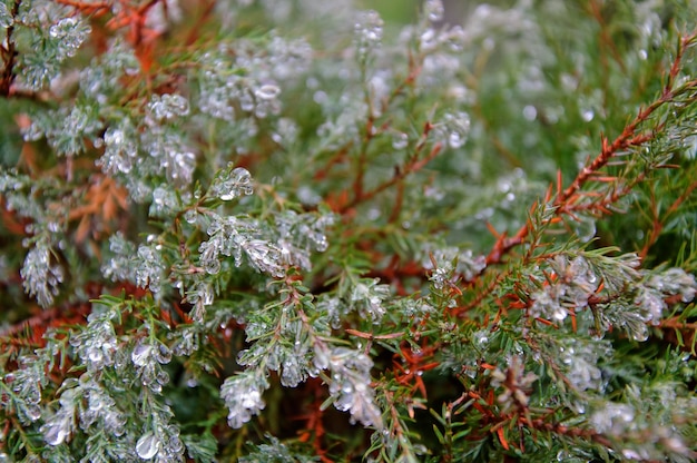 Primer plano de las plantas congeladas durante el invierno