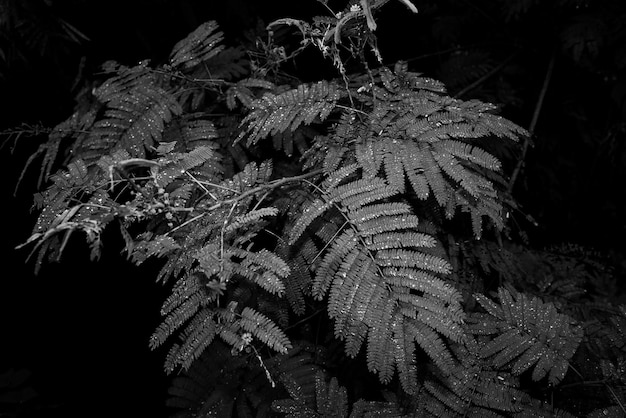Foto primer plano de las plantas congeladas por la noche