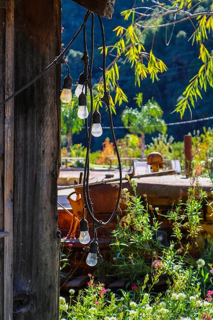 Foto primer plano de las plantas contra los árboles