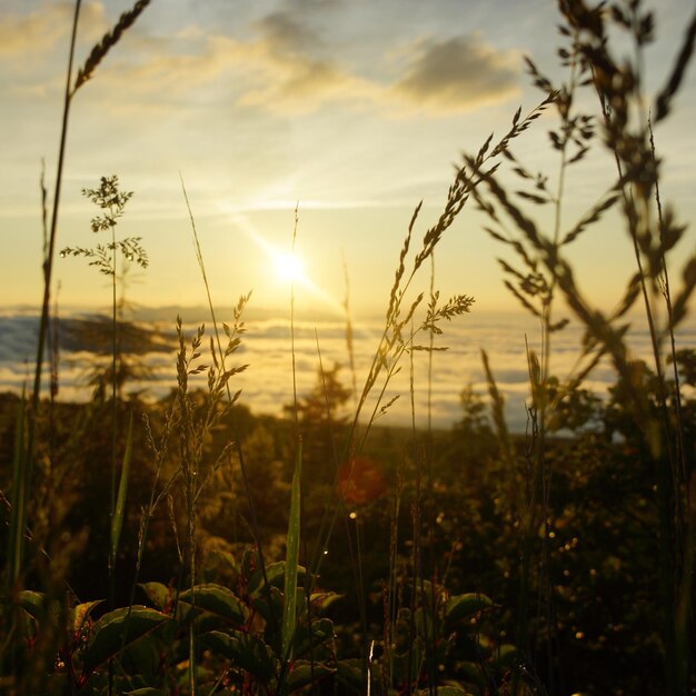 Foto primer plano de las plantas contra el cielo al atardecer