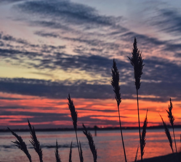 Primer plano de plantas contra el cielo del atardecer