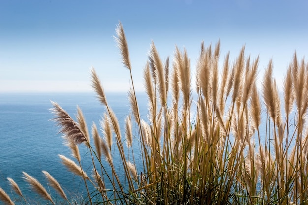 Primer plano de las plantas contra el cielo