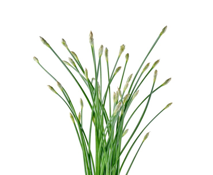 Foto primer plano de las plantas contra un fondo blanco