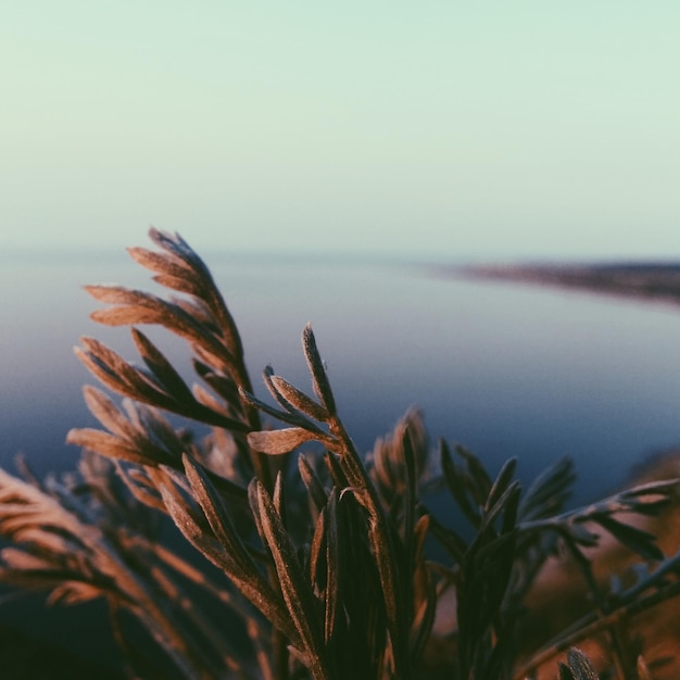 Foto primer plano de las plantas contra el mar tranquilo